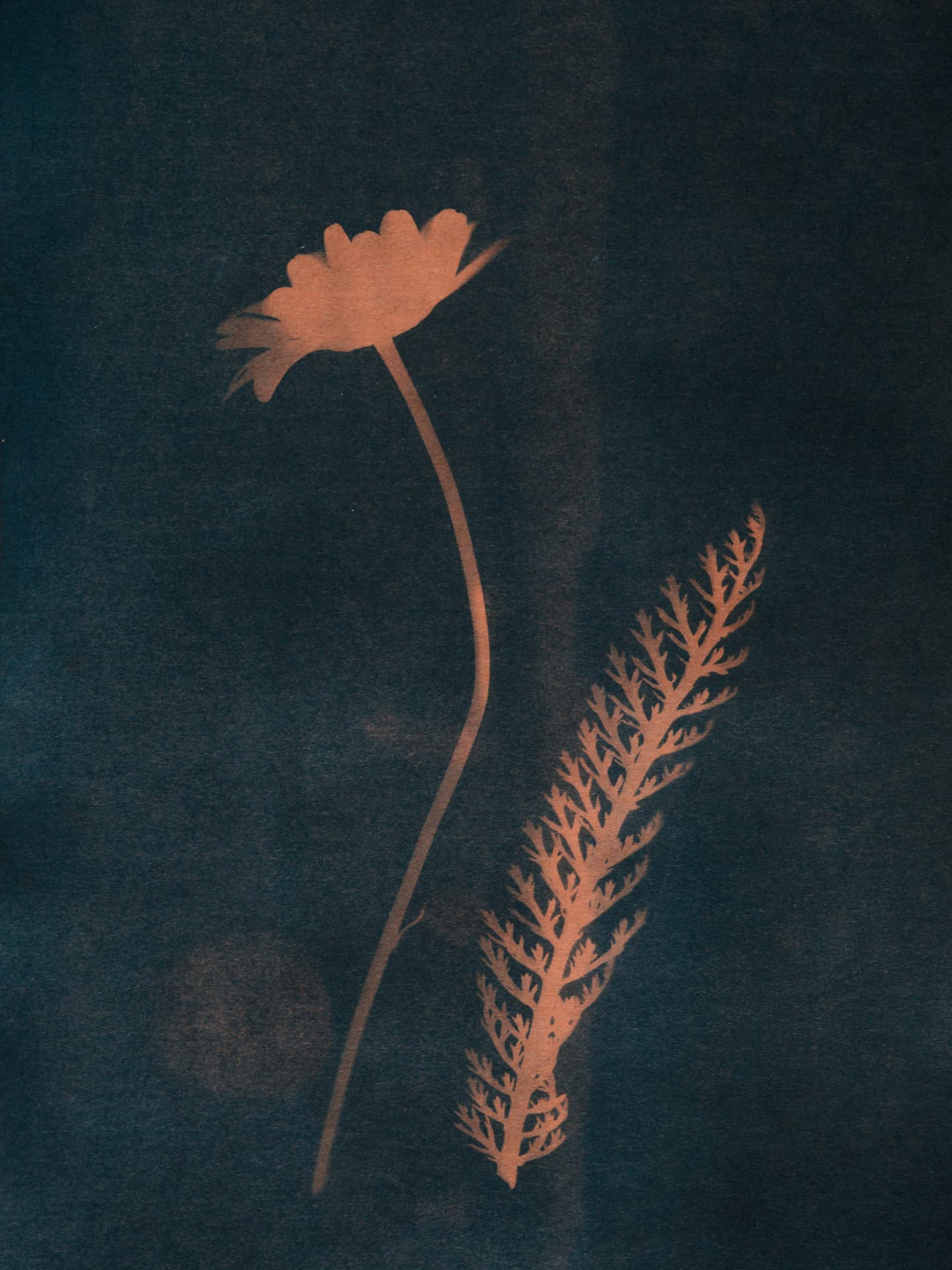 A contemporary sun-print photogram of a single daisy and a yarrow frond, printed in warm terracotta against a dark teal ground.
