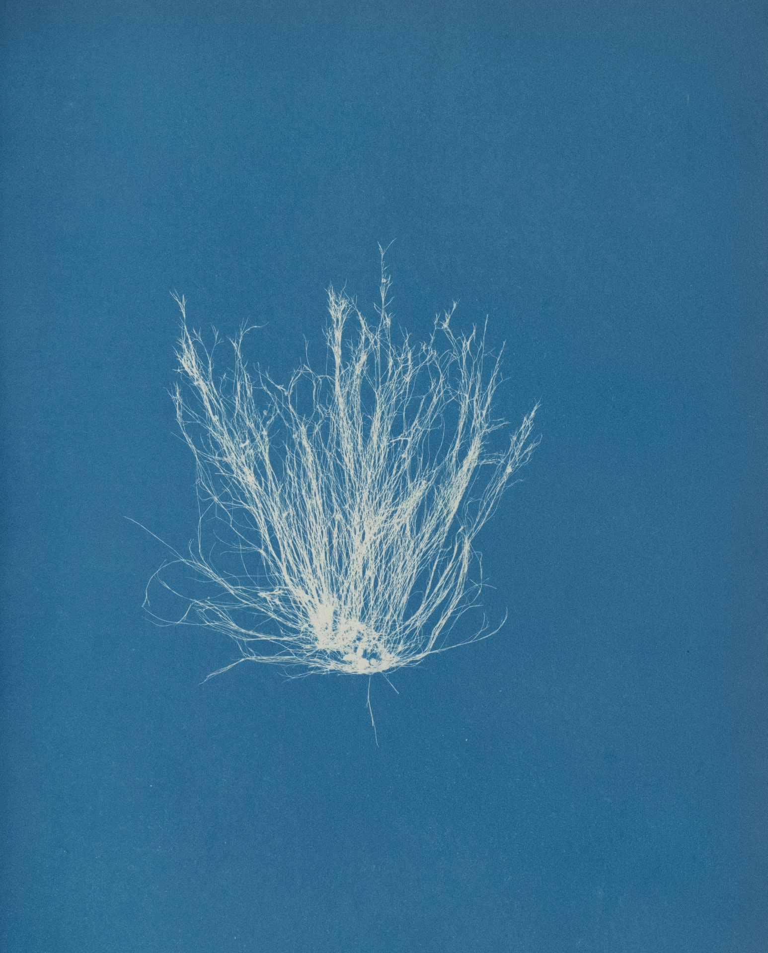 A nineteenth-century cyanotype of a single upright tuft of fine grass, white filaments fanning outward from a small root mass, centred on a plain blue ground with wide empty margins.