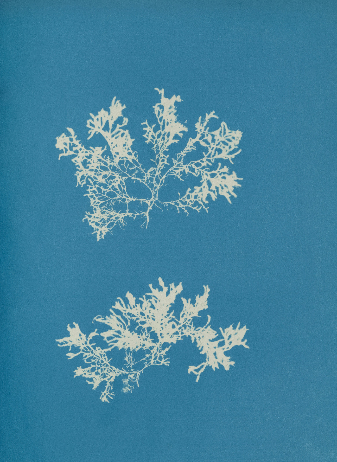 A nineteenth-century cyanotype of two lobed, frilled algae specimens arranged one above the other, cream-white against a flat blue ground.